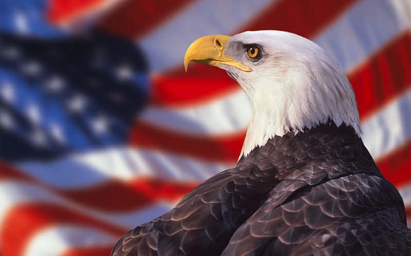 Bald eagle, bird of prey, hawk, American flag, US flag, HD wallpaper
