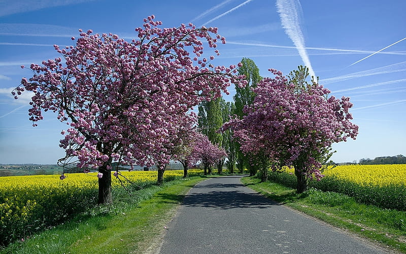 Springtime Road, rape, blossoms, trees, blooming, field, HD wallpaper