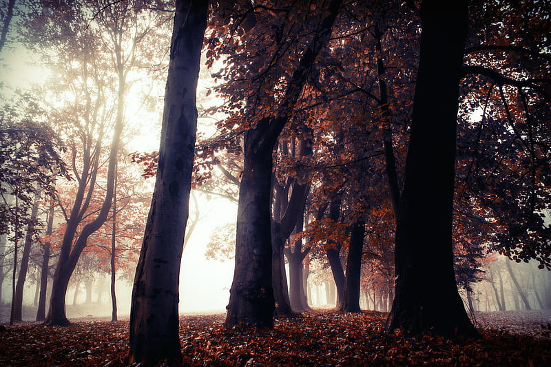Autumn Trees Park Forest , autumn, trees, forest, nature, HD wallpaper