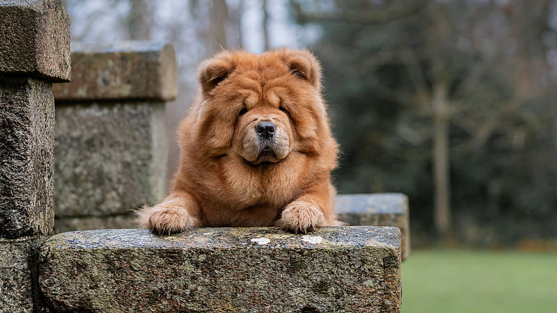 Chow Chow Brown Dog Is Sitting On Rock Stone In Blur Background Dog, HD wallpaper
