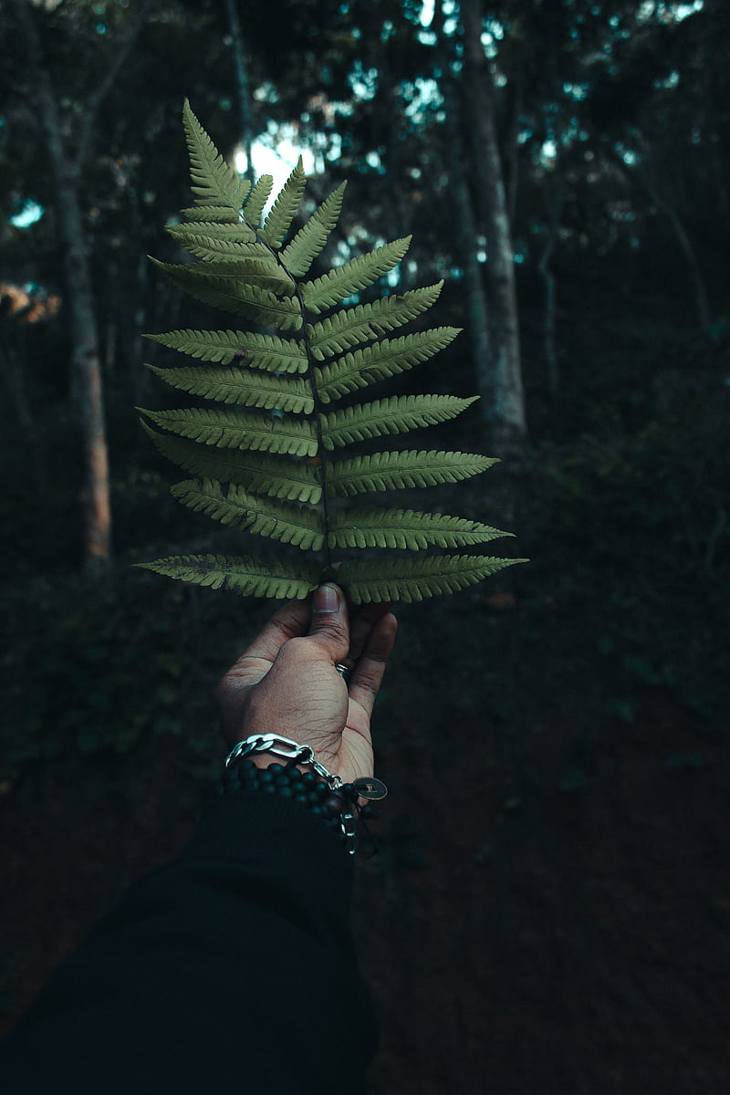 fern, leaf, hand, branch, green, HD phone wallpaper