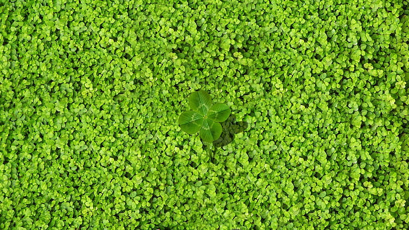 Big Four Leaf Clover Surrounded By Small Four Leaf Clovers Four Leaf Clover, HD wallpaper
