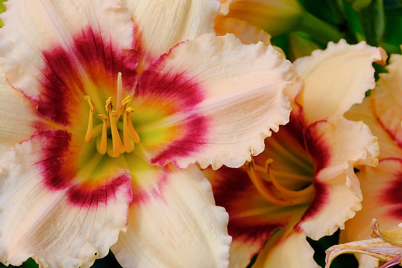 daylily, flower, petals, macro, HD wallpaper