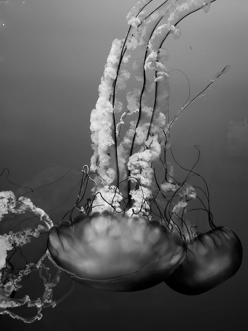 Jellyfish, asthetic, black, black and white, fish, jelly, ocean, sea  creatures, HD phone wallpaper | Peakpx