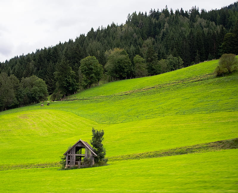 Austria, cabin, cabins, forest, grass, green, log, graphy, wooden, HD wallpaper