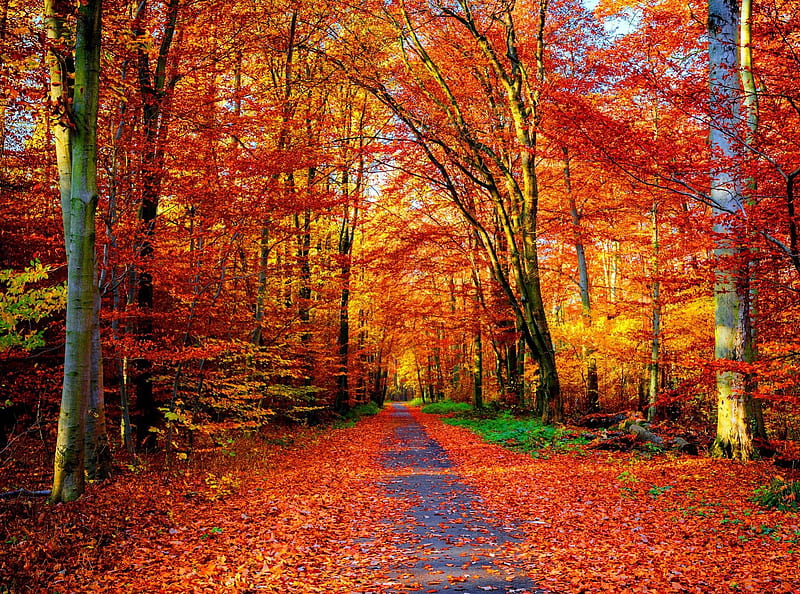 Autumn trail, forest, fall, autumn, lovely, falling, colors, bonito ...