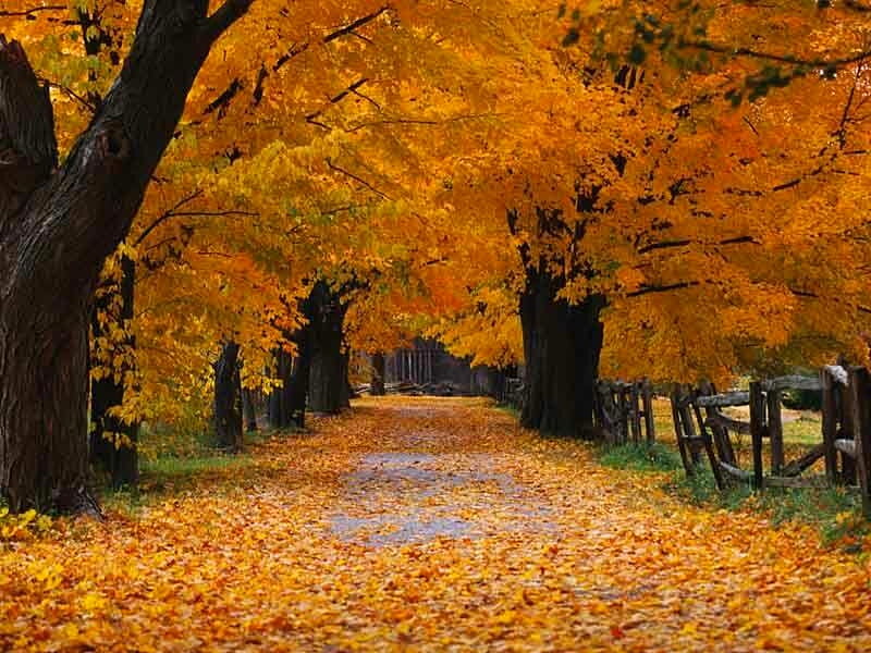 Autumn Country Road, country road, autumn, bonito, HD wallpaper