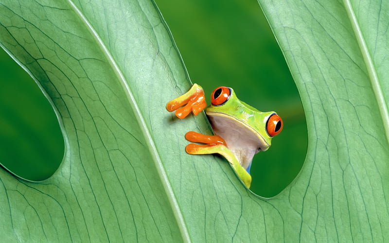 Red-eye tree frog-Mac OS, HD wallpaper