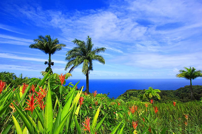 Beautiful Hawaiian Countryside and Flowers overlooking The Ocean,  polynesia, HD wallpaper | Peakpx