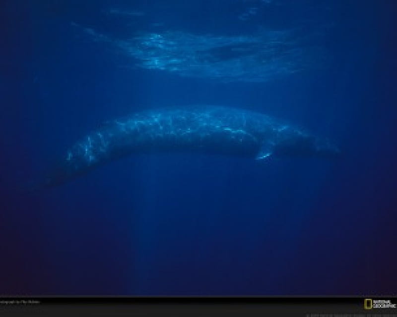 blue whale, perfect scene for an endangered specie, HD wallpaper