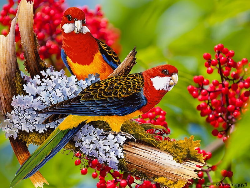 CRIMSON ROSELLAS WITH BERRIES, PARROTS, PRETTY, TWO, HD wallpaper