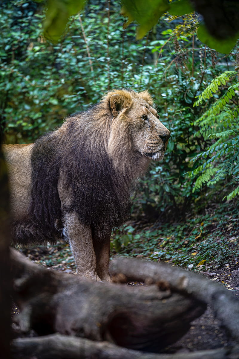 lion, predator, big cat, wild, king of beasts, HD phone wallpaper