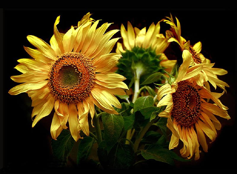Vibrant suns, vivid, vibeant, sunflowers, golden, stems, yellow, petals ...