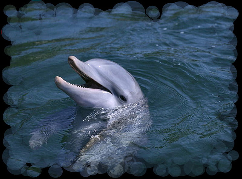 Happy Dolphin F2, dolphin, graphy, water, ocean, wildlife, flipper, sea, HD wallpaper