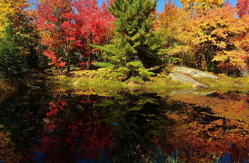 Enchanted Forest in Autumn, Trees, Forests, Lakes, Autumn, Nature, HD ...