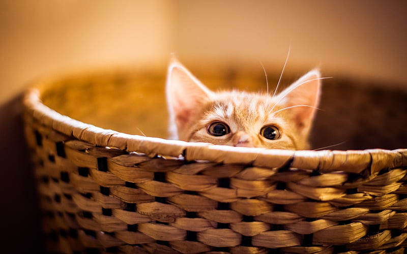 Kitten, orange, ginger, cat, cute, basket, funny, eyes, pisica, HD wallpaper