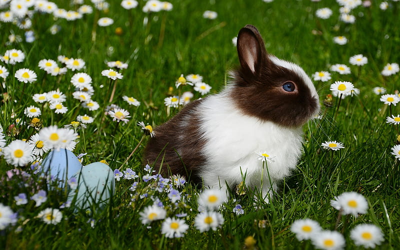 rabbit lawn, chamomile, pets, cute animals, HD wallpaper