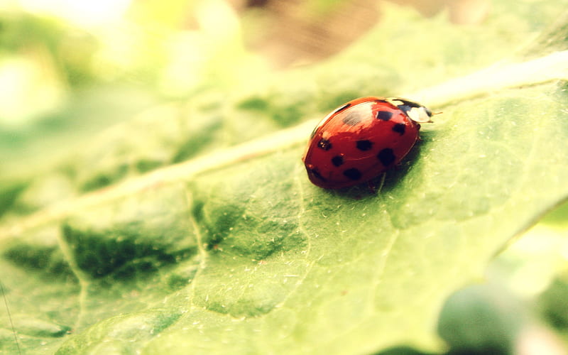 Ladybird, red, green, insect, nature, bonito, animals, leaf, HD wallpaper