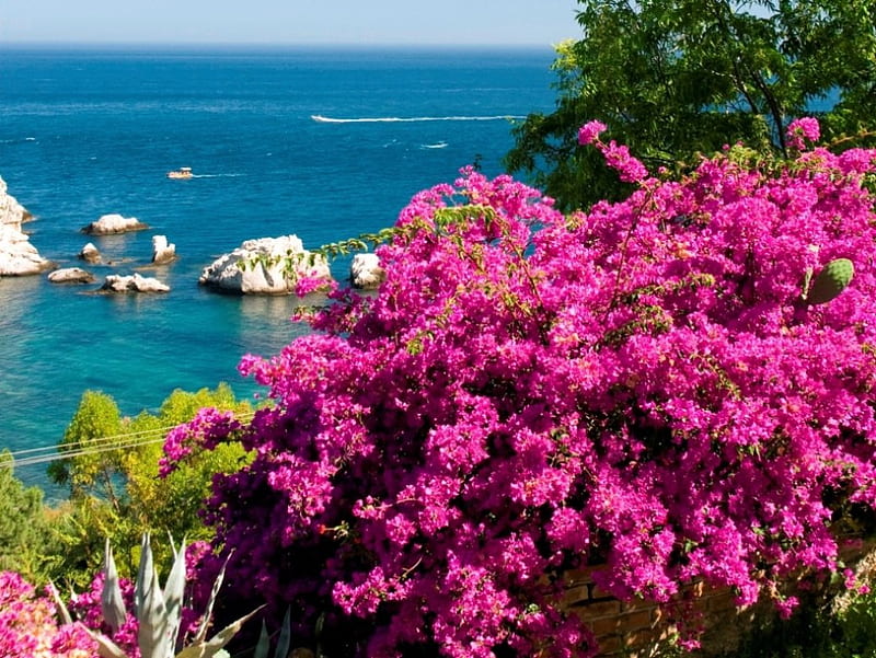 Caribbean flowers, rocks, exotic, view, bonito, trees, caribbean, sea, summer, flowers, coast, HD wallpaper