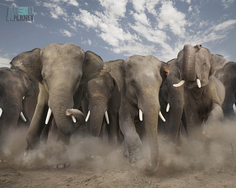 An elephant herd charging, elephants, stampede, animal planet, elephant, herd, bonito, wild life, animals, HD wallpaper