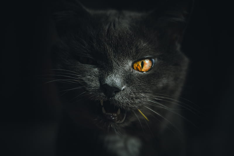 Angry Cat Background, A Cat With A Big Eye, Mean Cat Pictures Background  Image And Wallpaper for Free Download