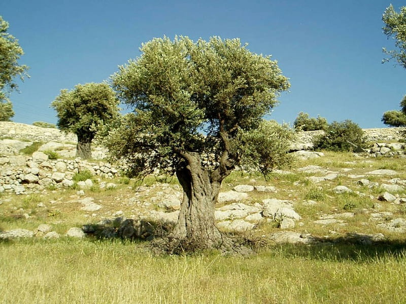 Olive Tree, Olive, Tree, Garden, Field, HD wallpaper