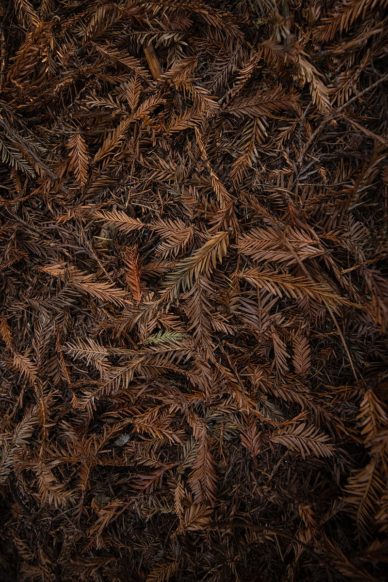 leaves, dry, brown, macro, HD phone wallpaper
