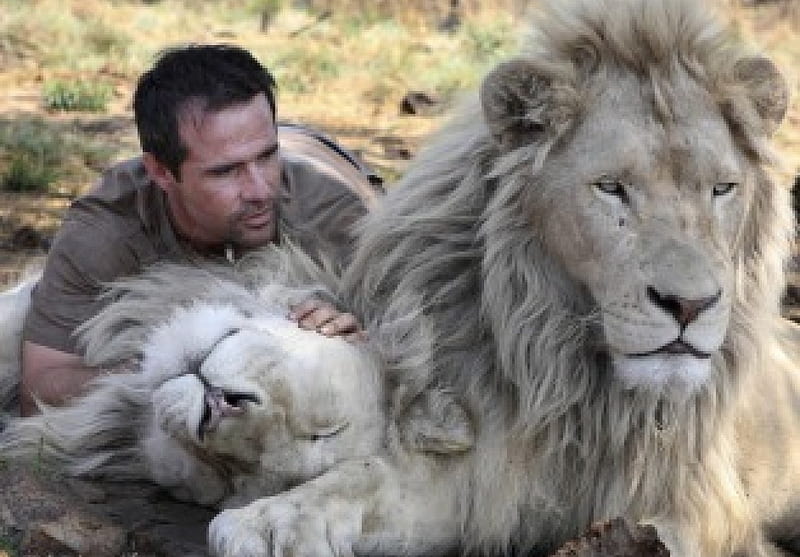 The Lion Whisperer, lion whisperer, kevin richardson, animal behaviourist, zoologist, lions, HD wallpaper