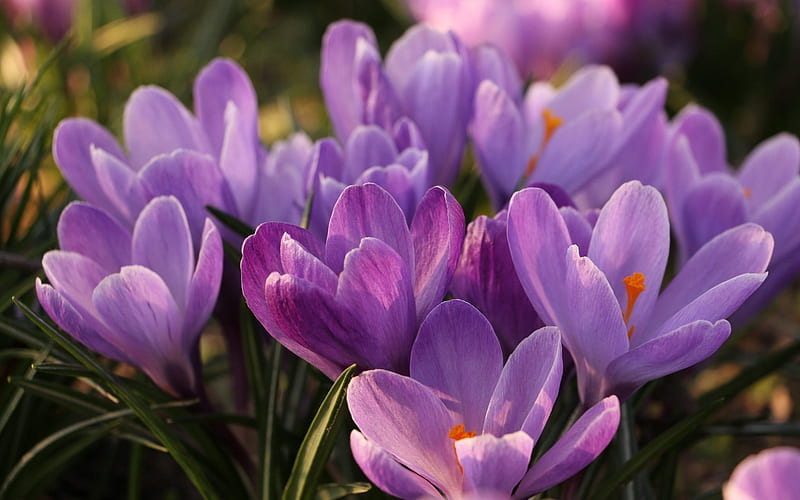 crocuses, purple spring flowers, spring, saffron, wild flowers, HD wallpaper
