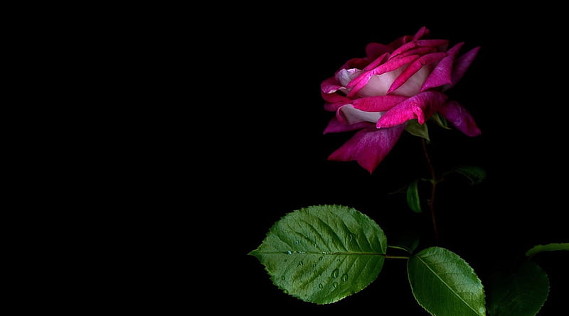 Pink Rose, flower, black, leaves, pink, HD wallpaper | Peakpx