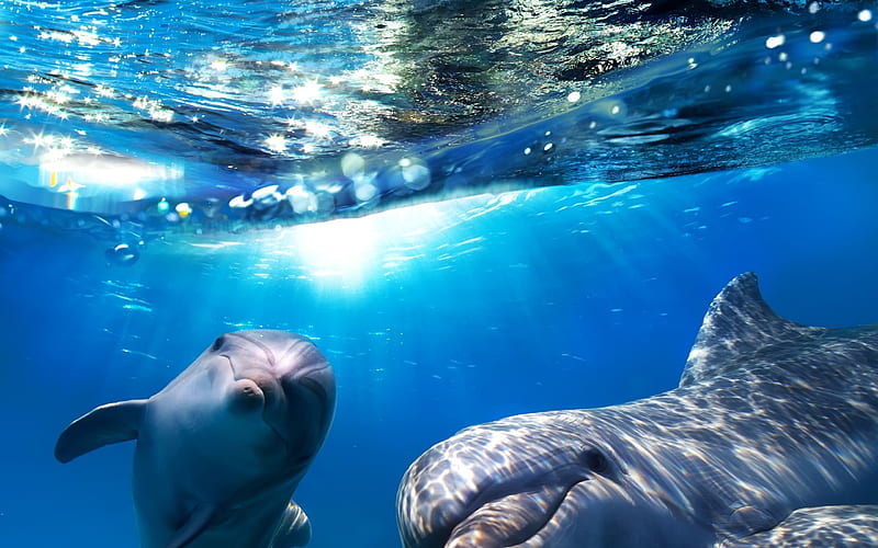 sea, dolphins, underwater world, Dolphin, HD wallpaper