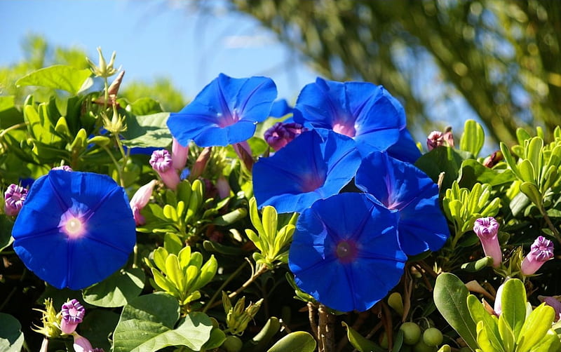 Blue Mallows, leaves, summer, blossoms, garden, petals, HD wallpaper