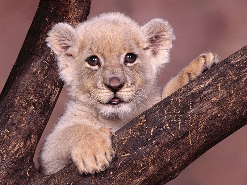 Lion Cub, bonito, baby, lion, animal, cute, babies, cubs, lions, animals,  HD wallpaper | Peakpx