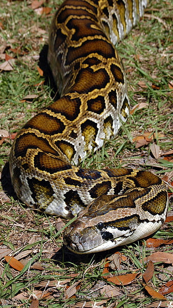 python, grand, fond d'écran du téléphone