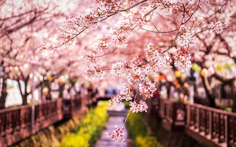 spring, sakura, japan, cherry branches, spring landscape, cherry orchard, HD wallpaper