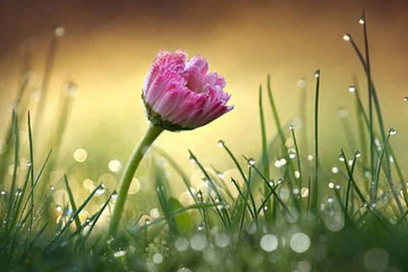 Spring Flowers in the rain, rain, Daisy, Green, Grass, Spring, HD wallpaper