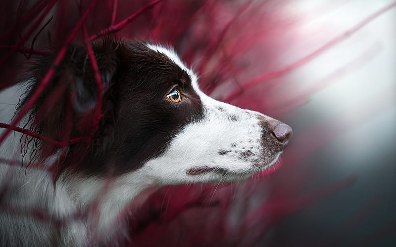 Border Collie, white black dog, portrait, dog breeds, pets, dogs, HD wallpaper