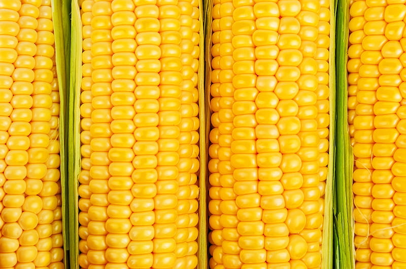 Corn, texture, green, yellow, porumb, summer, skin, HD wallpaper