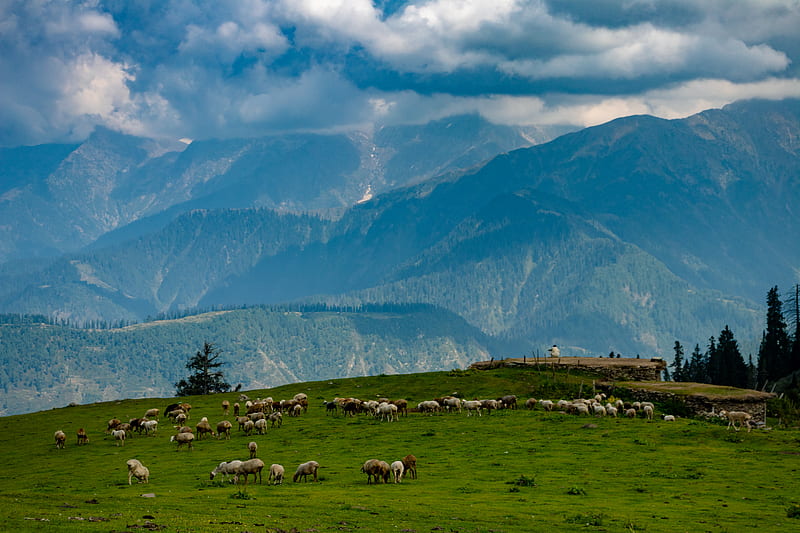 herd of sheep on green grassy hill during cloudy day, HD wallpaper