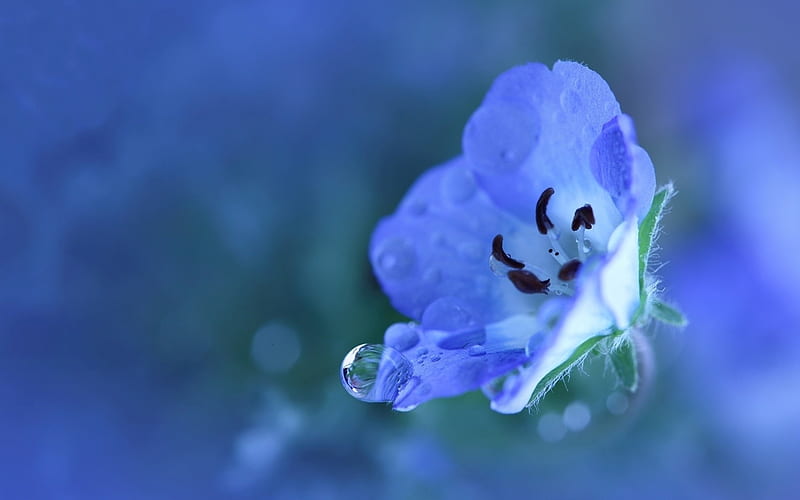 blue drops petals-Plant, HD wallpaper