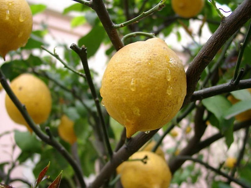 Lemon Tree, Fruit, Lemon, Tree, Garden, HD wallpaper