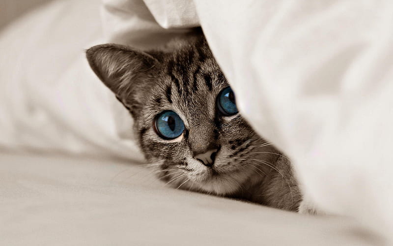 blue eyes, kitty, cat, cats, HD wallpaper
