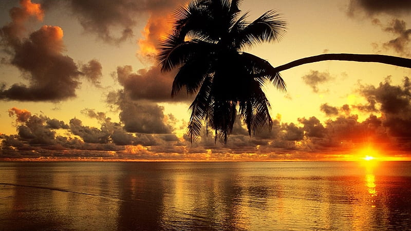 Magnificent tropical sunset, bonito, palm, sunset, beautiful day, clouds, sea, beach, leaves, gold, nice, splendor, sunrise, mirror, ay, amazing, horizon, ocean, golden, sky, leaf, tree, cool, summer, day, awesome, beachscape, trunk, reflections, landscape, sun, water, 1920x1080, sand, tropical, HD wallpaper