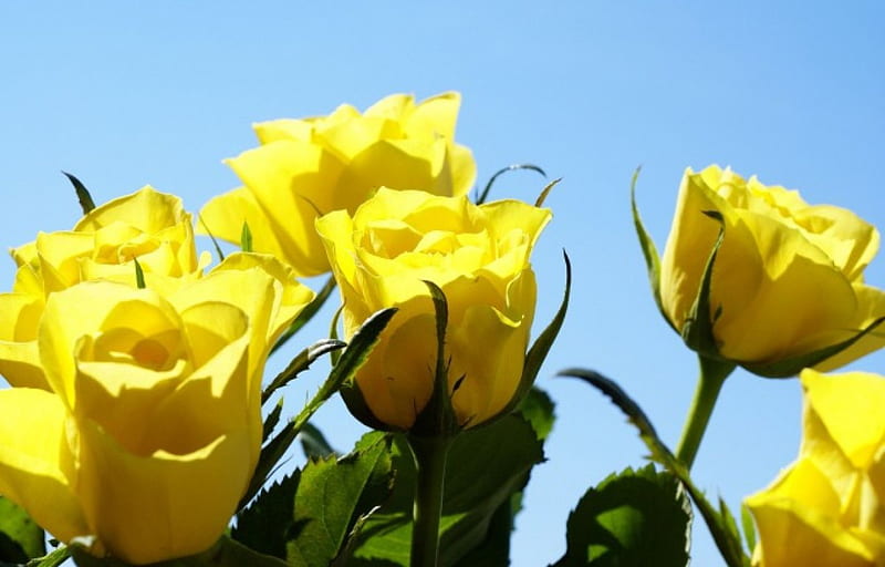 Yellow Roses, Yellow, Rose, Garden, Flower, HD wallpaper | Peakpx