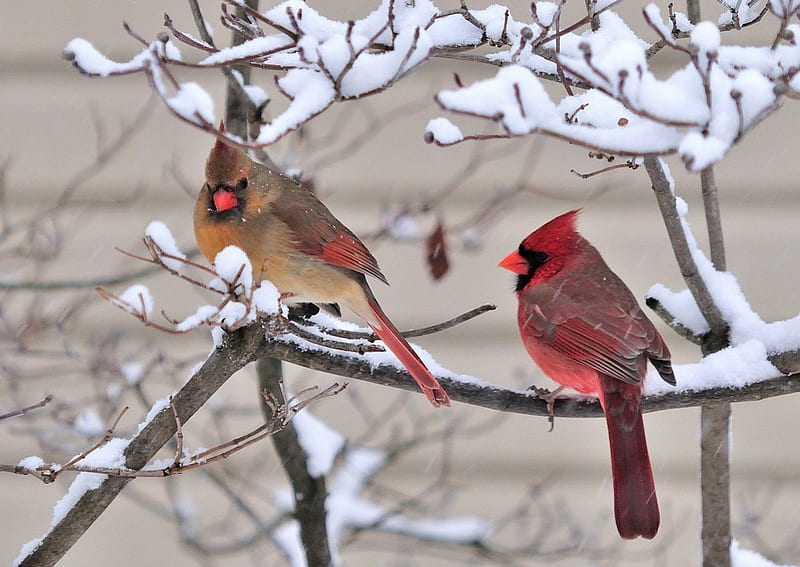 ღ.Lovely Cardinals in Snow.ღ, red, bonito, adorable, seasons, xmas, sweet, lovely cardinals in snow, splendor, love, lovely, holiday, christmas, white trees, colors, trees, winter, dry trees, cute, snow, branches, HD wallpaper