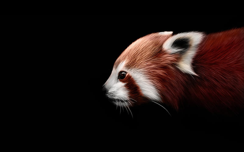 Red panda 1080P, 2K, 4K, 5K HD wallpapers free download | Wallpaper Flare