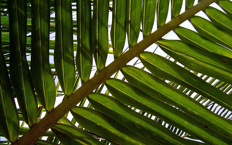 green palm leaves texture, background with green leaf, ecology, environment, leaves texture, HD wallpaper
