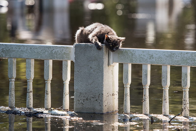 Cat stranded by flooding, Lumber River, Floodwaters, Cat, 11 Oct 2016, Fair Bluff, North Carolina, Stranded, HD wallpaper