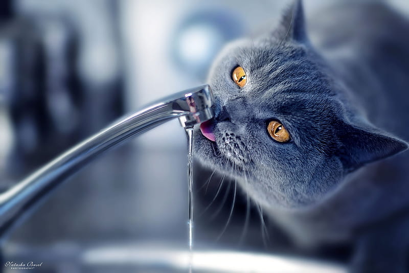 Thirsty Cat, thirsty, water, Cat, tongue, thirst, HD wallpaper