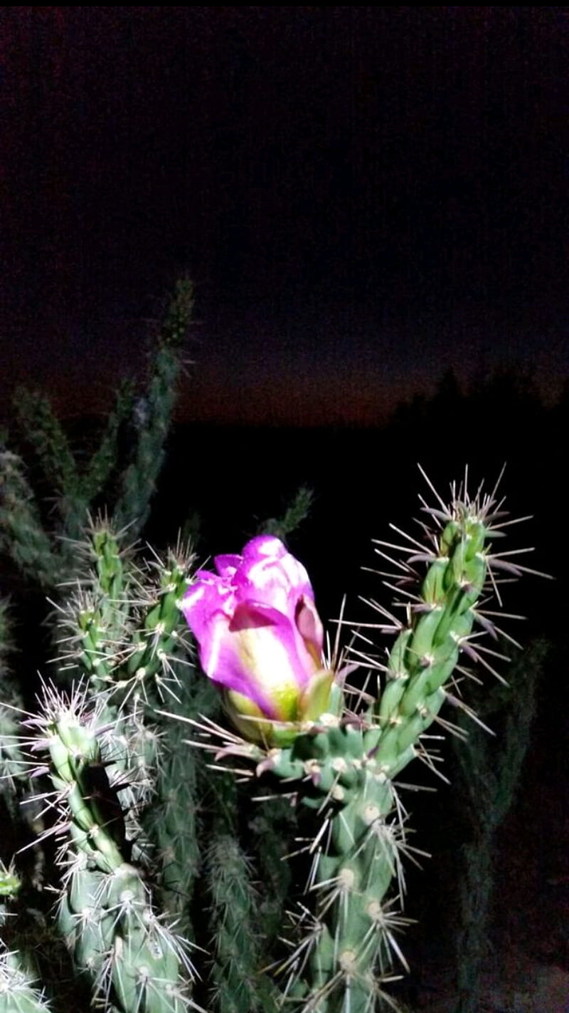 Cholla, cactus, flower, HD phone wallpaper